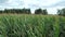 Extensive rich corn fields, overview. Green farm fields, agricultural landscape.