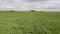 Extensive Spanish meadow sown in early spring, with a beautiful cloudy sky.