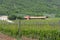 An extensive vineyard in Abruzzo, Italy