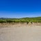 Extensive vineyards in the Chianti