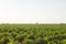 Extensive vineyards landscape in La Mancha, Spain