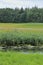 Extensively used meadows beneath the stream Ryck near Heilgeisthof, Mecklenburg-Vorpommern, Germany