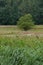 Extensively used meadows beneath the stream Ryck near Heilgeisthof, Mecklenburg-Vorpommern, Germany