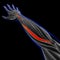 Extensor Carpi Radialis Brevis Muscle Anatomy For Medical Concept 3D Illustration