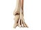 The extensor digitorum longus