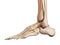 The extensor hallucis longus