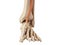 The extensor hallucis longus