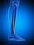 The extensor hallucis longus