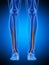 The extensor hallucis longus