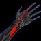 Extensor Indicis Muscle Anatomy For Medical Concept 3D Illustration
