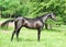 Exterior of amazing black young trakehner stallion