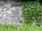 Exterior barn stone wall covered with green ivy