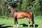 Exterior of bay purebred akhalteke mare