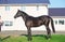 Exterior of beautiful  black colt.  sportive russian breed, Orlov-Rostopchin breed