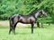 Exterior of beautiful black young Trakehner stallion