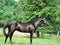 Exterior of beautiful black young Trakehner stallion