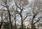 Exterior of the Brighton Royal Pavillion,partially obscured and semi silhouetted by abstract shapes of winter trees.East Sussex,