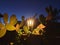 Exterior lantern during the night, streetlamp covered by cactus in Spain