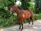 Exterior large breed bay horse