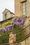 Exterior of San Sebastiano da Po Castle, Torino, Piemonte region, Italy surrounded by nature with beautiful wisteria