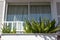 Exterior sunny white shuttered window with green ferns in window box