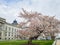 Exterior view of the Library of Congress with cherry tree blossom