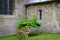 Exterior view of an old, medieval Church seen with a some rose bushes near the porch entrance.