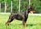 Exterior of wonderful purebred black doberman