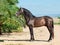 Exterior of Young Andalusian grey stallion posing near palm. Andalusia, Spain