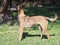 The exterior of the young Belgian sheepdog