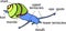 External anatomy of common air-breathing land snail. Structure of White-lipped snail (Cepaea hortensis)