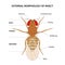 External morphology of insect (fruit fly)
