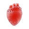 The external structure of the human heart.