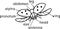 External structure of insect coloring page. Parts of body of flying ladybug with titles