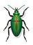 Extinct Beetle Symbol For Extinction Of Species