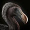 extinct flightless bird Dodo portrait