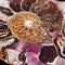 Extinct marine invertebrate, ammonite