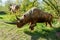 Extinct prehistoric ice age rhino. Life size model