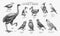 Extinct species. Wild mammal animals and birds.Dodo. Moa Passenger pigeon Great auk. Penguin. Mascarene parrot. Labrador