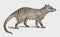 Extinct thylacine or tasmanian wolf thylacinus cynocephalus in side view