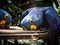 Extinction Threatened Hyacinth Macaw Anodorhynchus hyacinthinus