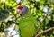 Extinction Threatened Red-Tailed Amazon Parrot, Amazona Brasiliensis