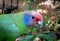 Extinction Threatened Red-Tailed Amazon Parrot, Amazona Brasiliensis