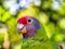 Extinction Threatened Red-Tailed Amazon Parrot, Amazona Brasiliensis