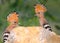 Extra close up and detailed photo of a hoopoe pair sits on a stone