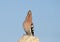 Extra close up and detailed photo of a singing hoopoe