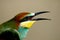 Extra close up fragment of head of european bee eater on beige blurred background