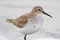 Extra close up photo of a dunlin in winter plumage