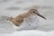 Extra close up photo of a dunlin in winter plumage