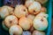 Extra jumbo size of bulb onion or common onion for sale at the f